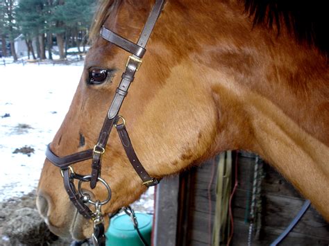 Using the Micklem Multibridle with a Bit - EQUINE Ink