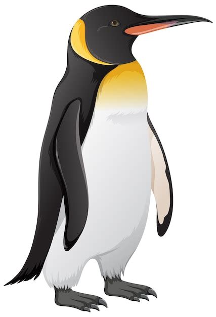 Free Vector | King Penguin on White Background