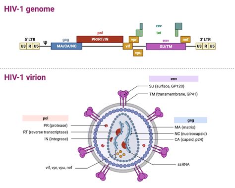 HIV-1 Genome and Structure | BioRender Science Templates