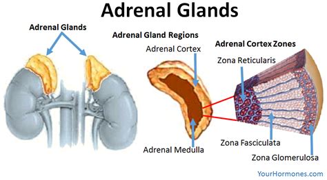 Adrenal Medulla Anatomy