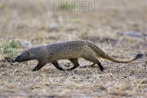 Egyptian Mongoose | Masai mara kenya, Egyptian, Mongoose