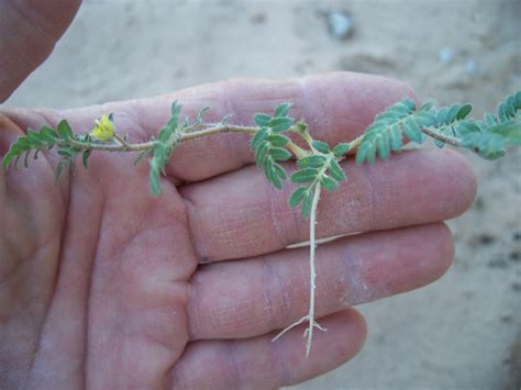 Weed Identification: Goatheads or Stickers