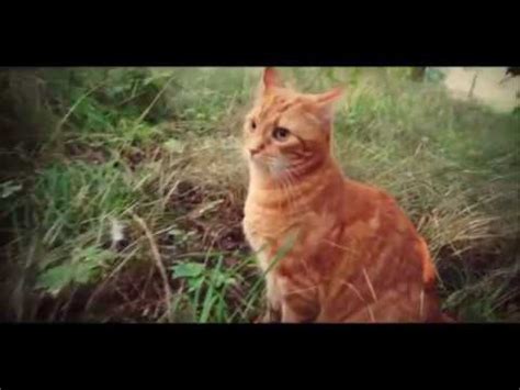 Warrior Cats Movie Trailer - YouTube