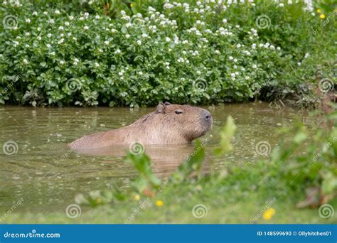 A solo Capybara swimming stock photo. Image of aquatic - 148599690