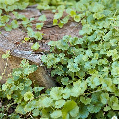 Common Garden Weeds Identification