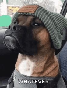 Boxer Dog Meme GIFs | Tenor