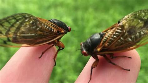 Cicadas Bug Sound - Kristins Traum