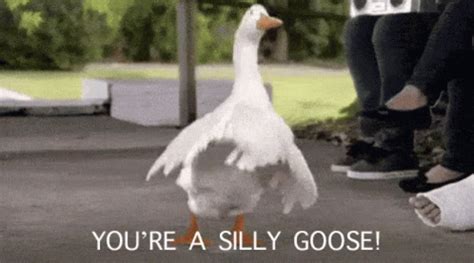 Sillygoose Idiot GIF – Sillygoose Silly Goose – discover and share GIFs