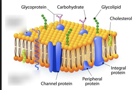 Phospholipid Bilayer Cell Membrane Labeled - img-Abdul