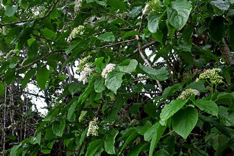 Cordia dichotoma (Cordiaceae) image 136990 at PhytoImages.siu.edu