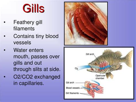 Fish Gill Labelled Diagram