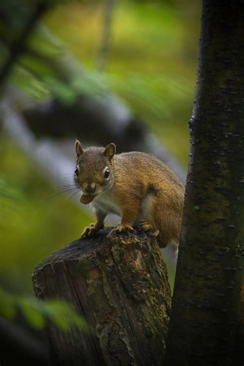 File:Baby squirrel in tree.jpg - Wikimedia Commons