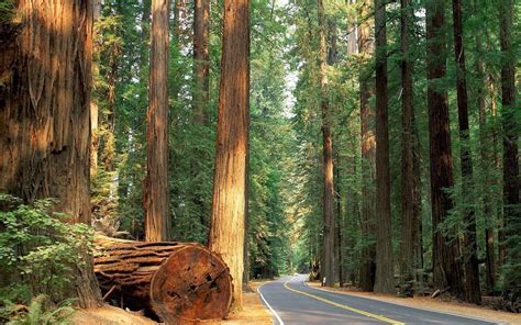 Sequoia National Park Wallpapers - Wallpaper Cave