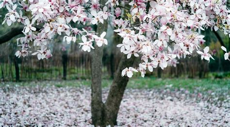 77 Flowering Trees With Names and Pictures