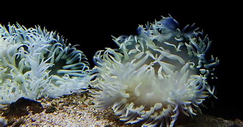 White blue Sea Anemone - Neezhom Photomalaya