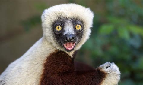 Coquerel's Sifaka - Los Angeles Zoo and Botanical Gardens