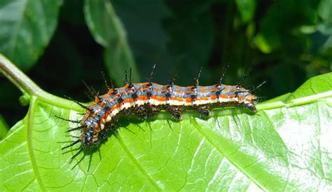 Florida Caterpillar Identification Chart Ways To Identify A | sexiezpix ...