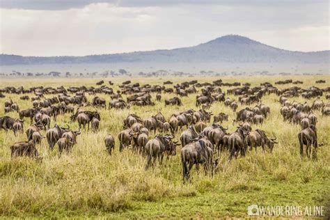 Images Of Wild Animals In Africa