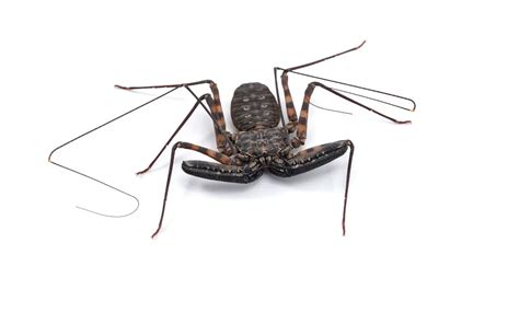 Tailless Whip Scorpion Facts - The Spider Blog