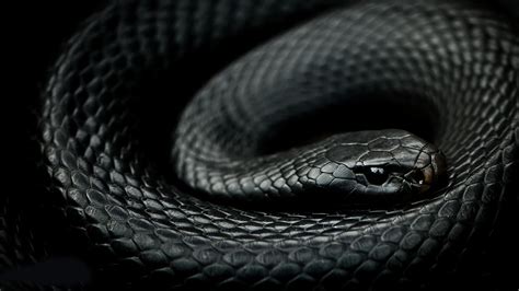 Black Mamba Snake Wallpaper