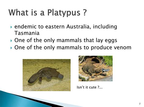 PPT - The Platypus Venom PowerPoint Presentation, free download - ID ...