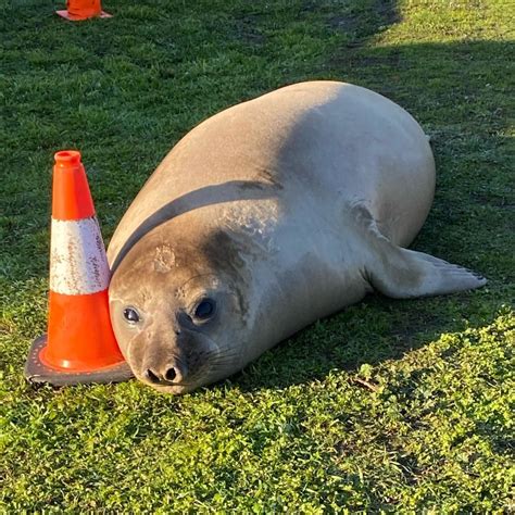 Neil the Seal From Tasmania: Tracking the Internet Sensation | TIME