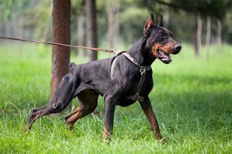 How to Exercise and Build Muscle in Your Doberman Pinscher - Doberman ...