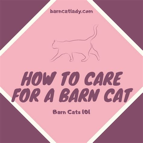 How to Care for a Barn Cat: Barn Cats 101 – The Barn Cat Lady