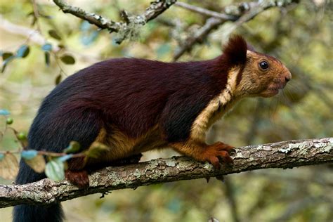 Giant purple squirrels do exist—and they have an odd behavior