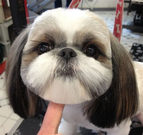 Awesome Doggies Mobile Grooming's Top Cuts for Pups - Awesome Doggies ...