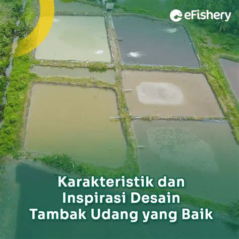 Karakteristik dan Inspirasi Desain Tambak Udang yang Baik