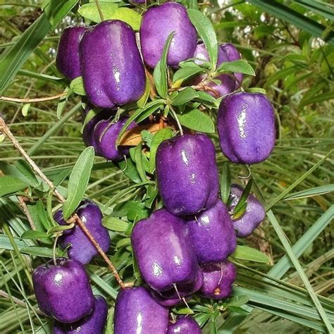 Purple Apple Berry Seeds (Billardiera longiflora) - Price €2.50