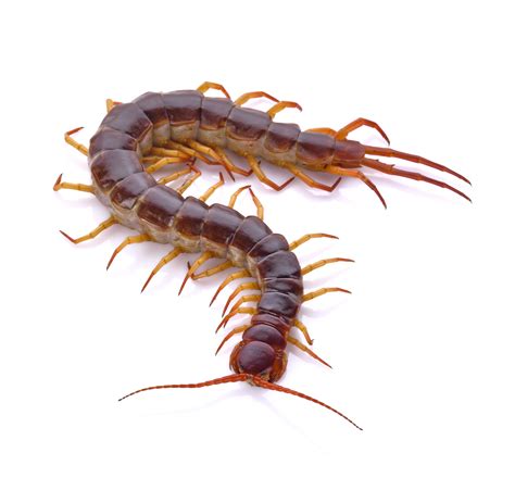 Giant Centipede Bites Human