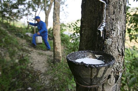 Malaysia's natural rubber production down by a third in April | The Star