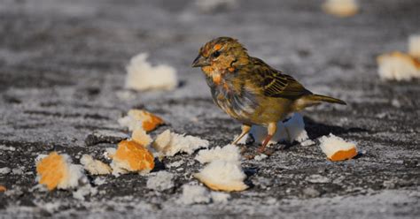 Can Birds Eat Bread Or Is It A Half Baked Idea? - Birdwatching Nation