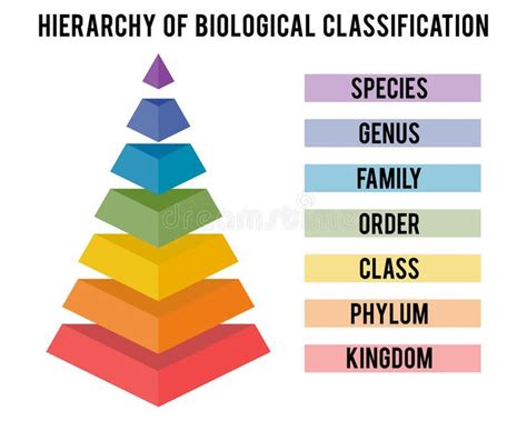 Vector illustration with major taxonomic ranks. Hierarchy of biological ...