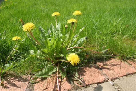 Dandelions, Crabgrass and Clover: Tips to Remove These Noxious Plants ...