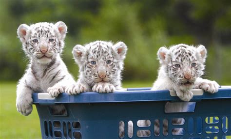 White Tiger Cubs Wallpapers Images Photos Pictures Backgrounds