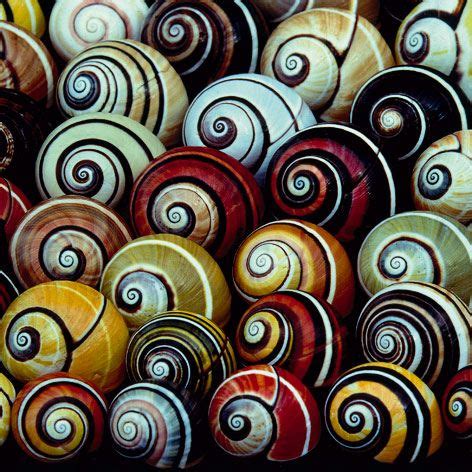 Patterns in nature, Shells, Snail shell