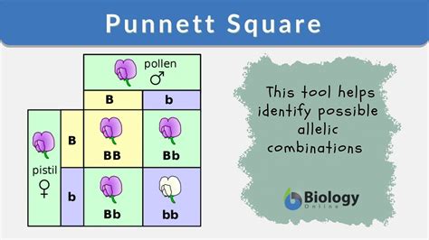 Punnett Square - Definition and Examples - Biology Online Dictionary