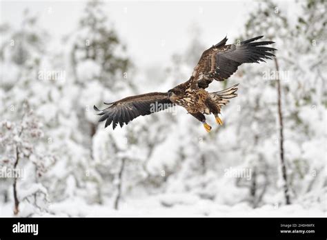 White-tailed Eagle flying Stock Photo - Alamy