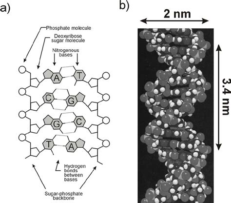 1. a) The primary structure of the DNA molecule. b) The DNA double ...