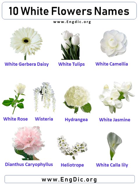 10 White Flowers Names with Pictures