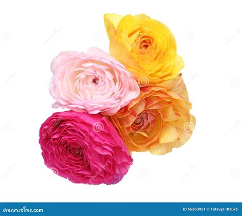 Bouquet of Persian Buttercup Stock Image - Image of isolated, present ...