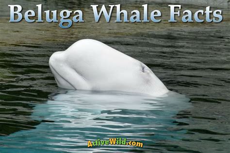 Beluga Whale Facts: The White Whale Is An Amazing Arctic Marine Mammal