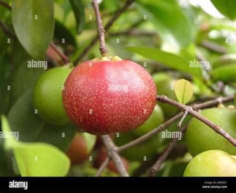 Kokum tree, Garcinia indica, plant of mangosteen family, Clusiaceae ...