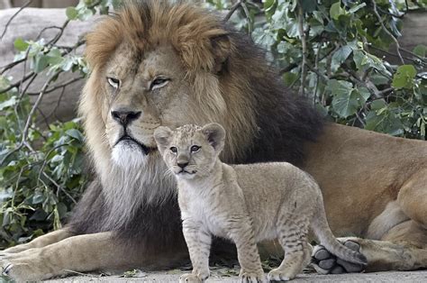 Five rare Barbary lion cubs go on show at zoo in Germany | The ...