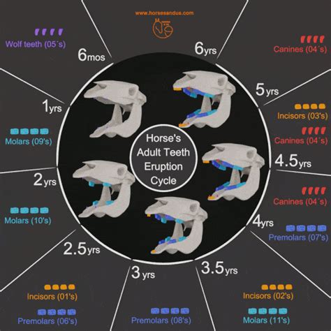 Horse Teeth Eruption Chart