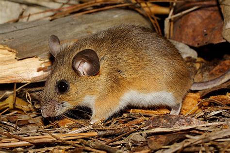 Peromyscus - Alchetron, The Free Social Encyclopedia