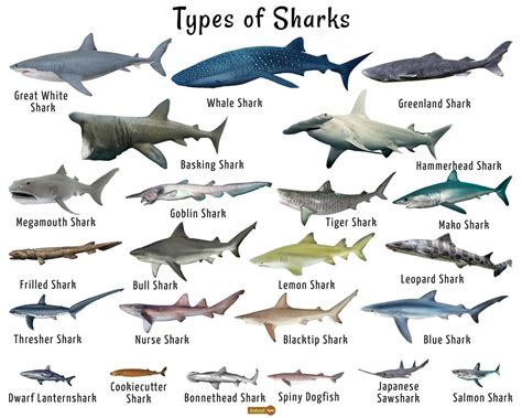 23 Types Of Sharks | Shark facts, Types of sharks, Species of sharks